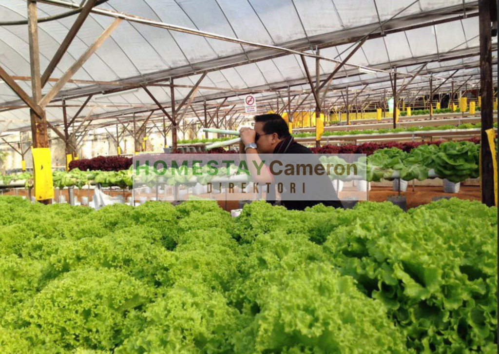 Makanan Mahal Di Cameron Highlands? – Part 1